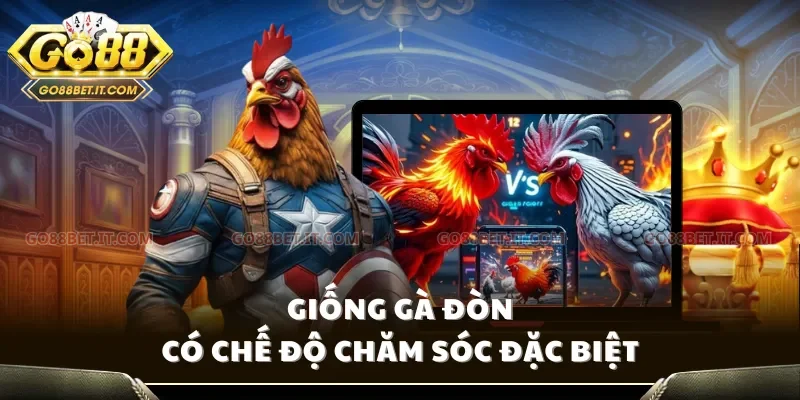 Giống gà đòn có chế độ chăm sóc đặc biệt