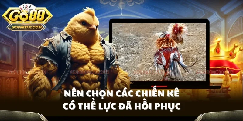 Nên chọn các chiến kê có thể lực đã hồi phục