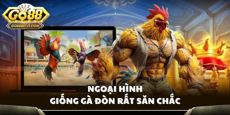 Ngoại hình giống gà đòn rất săn chắc